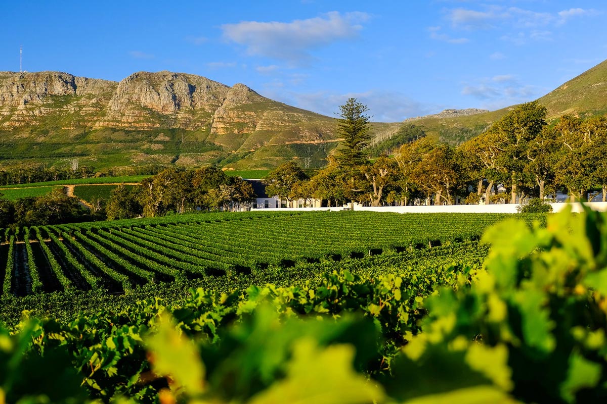 Groot Constantia Drop-Off - Image 5